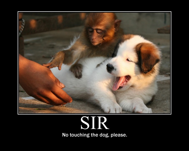 sir no touching the dog, please