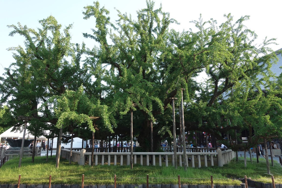 vft_tr_japan_2017_065fespf.jpg