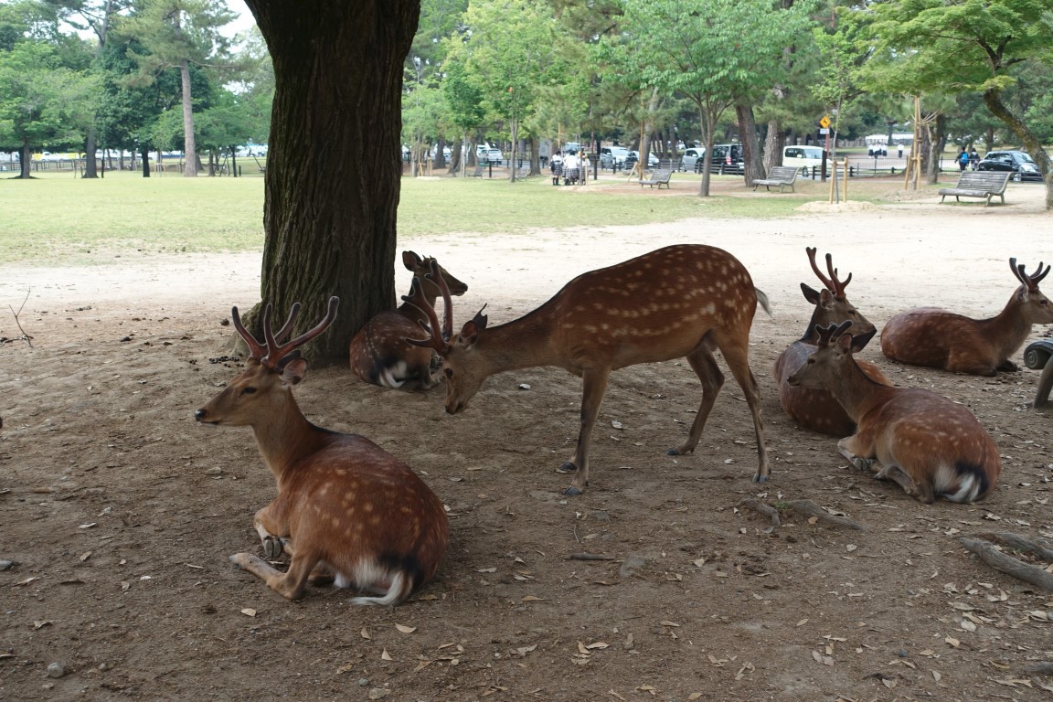 vft_tr_japan_2017_077e7sax.jpg