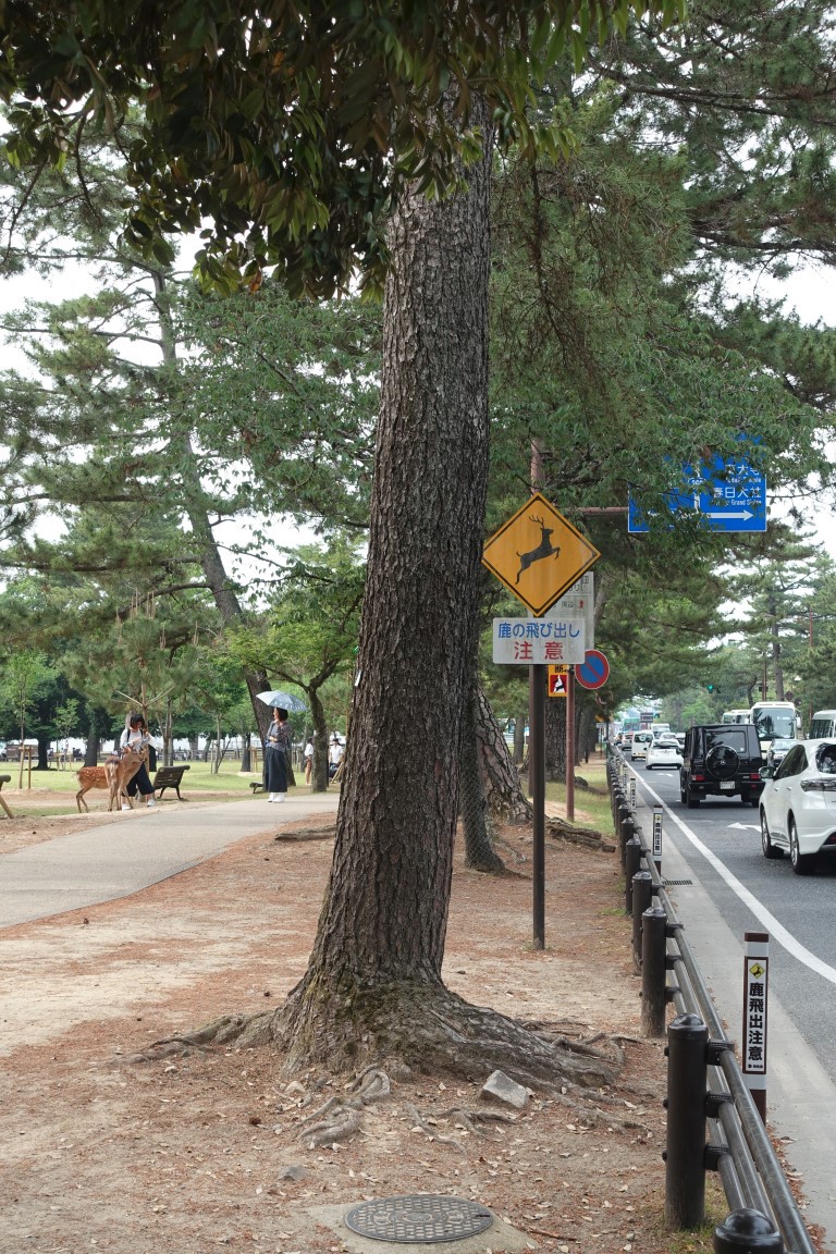 vft_tr_japan_2017_078e7stf.jpg