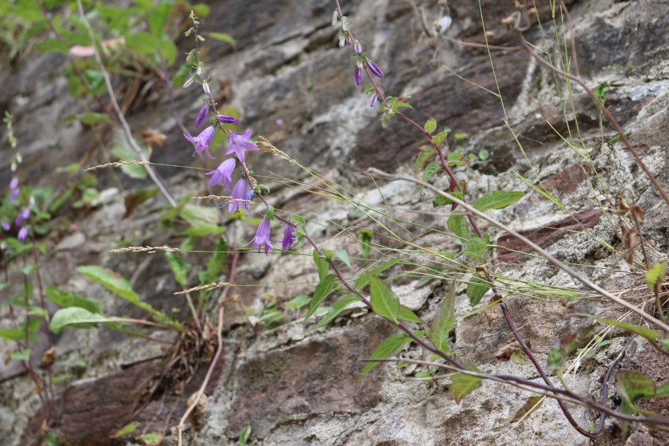 vft_tr_ontour_2020_18aukry.jpg
