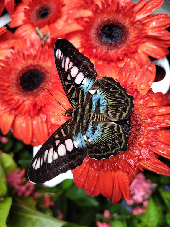 VFT_TR_SIN_096.jpg